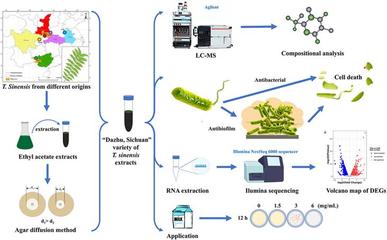 生命科學(xué)學(xué)院夏險(xiǎn)副教授團(tuán)隊(duì)于國(guó)際TOP期刊發(fā)表重要研究成果，引領(lǐng)自然科學(xué)前沿探索